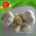 Factory price dry garlic